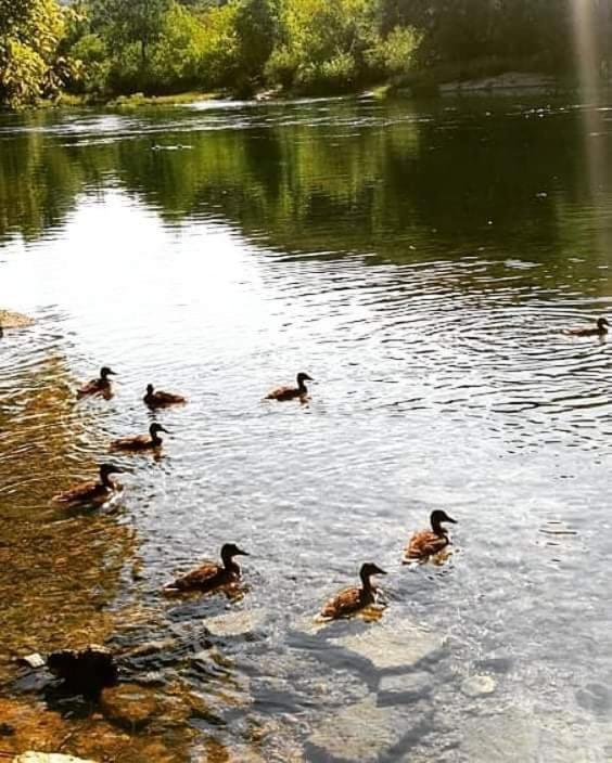 Flora&Fauna Bihać 外观 照片